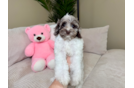 Cute Cocker Doodle Poodle Mix Puppy