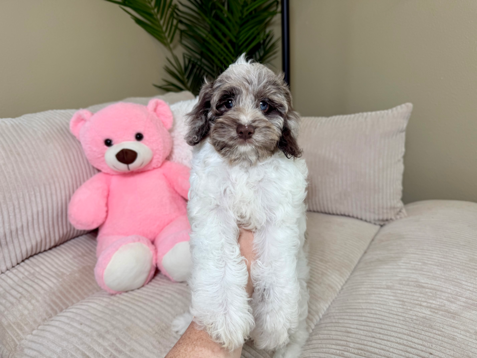 Cute Cocker Doodle Poodle Mix Puppy