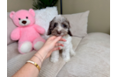 Cockapoo Pup Being Cute
