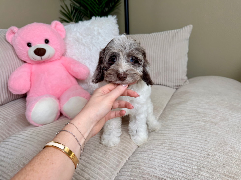 Cockapoo Pup Being Cute