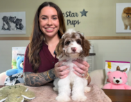 12 week old Cockapoo Puppy For Sale - Lone Star Pups