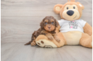 Adorable Cocker Doodle Poodle Mix Puppy