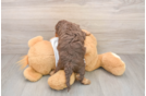 Best Cockapoo Baby