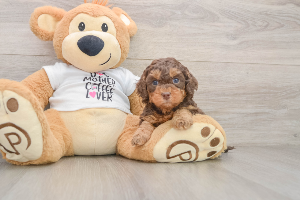 Cockapoo Pup Being Cute