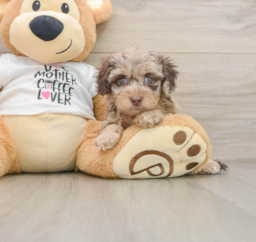 5 week old Cockapoo Puppy For Sale - Lone Star Pups