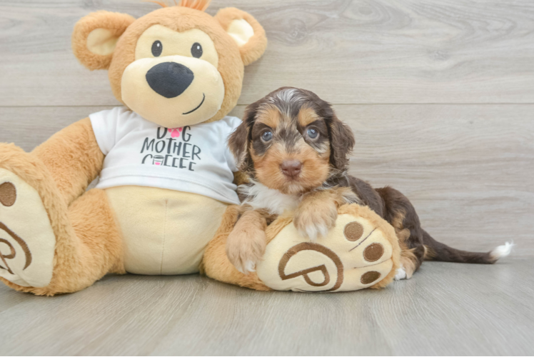 Friendly Cockapoo Baby