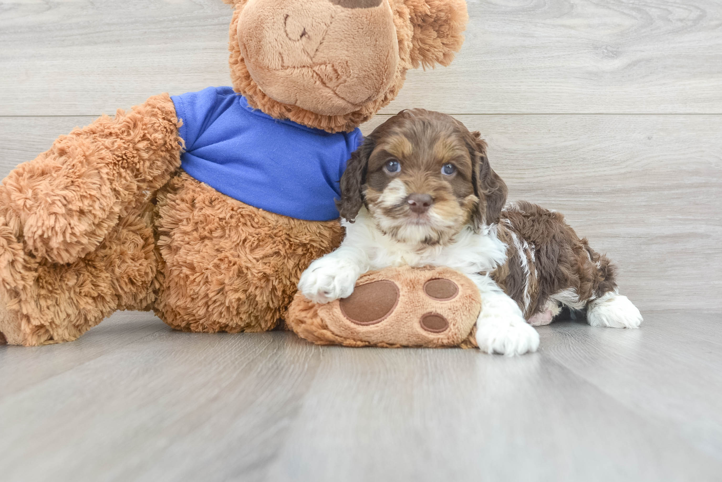Energetic Cockerpoo Poodle Mix Puppy