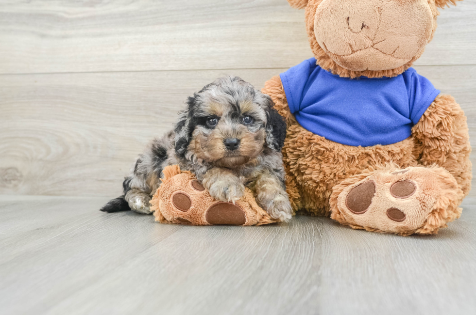 5 week old Cockapoo Puppy For Sale - Lone Star Pups