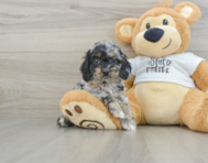 6 week old Cockapoo Puppy For Sale - Lone Star Pups