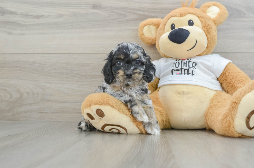 5 week old Cockapoo Puppy For Sale - Lone Star Pups