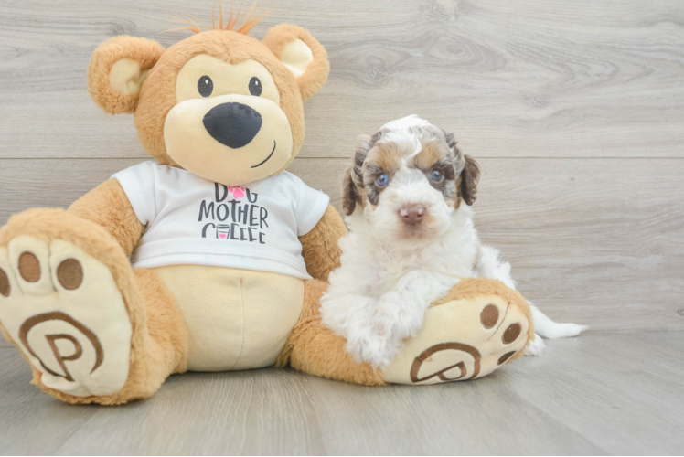 Best Cockapoo Baby