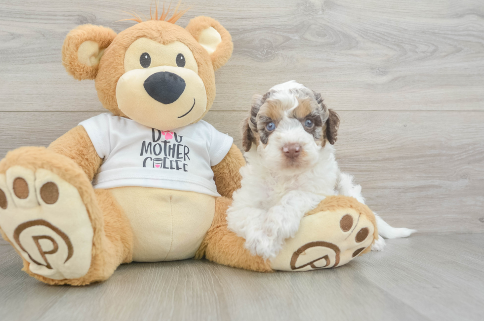 5 week old Cockapoo Puppy For Sale - Lone Star Pups