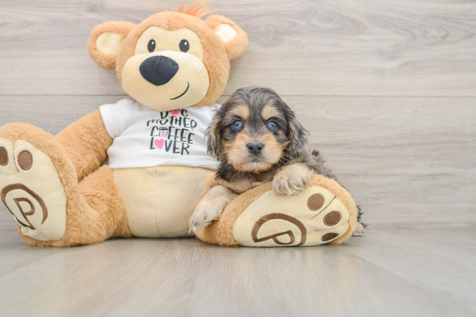 Cockapoo Puppy for Adoption