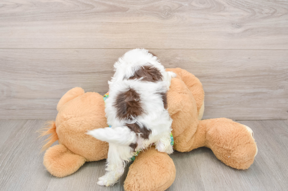 Cockapoo Pup Being Cute
