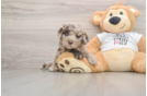 Cockapoo Puppy for Adoption