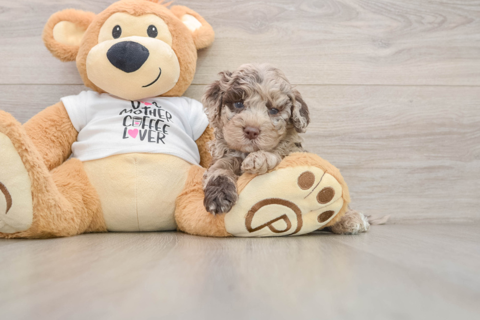 Friendly Cockapoo Baby
