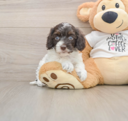 5 week old Cockapoo Puppy For Sale - Lone Star Pups