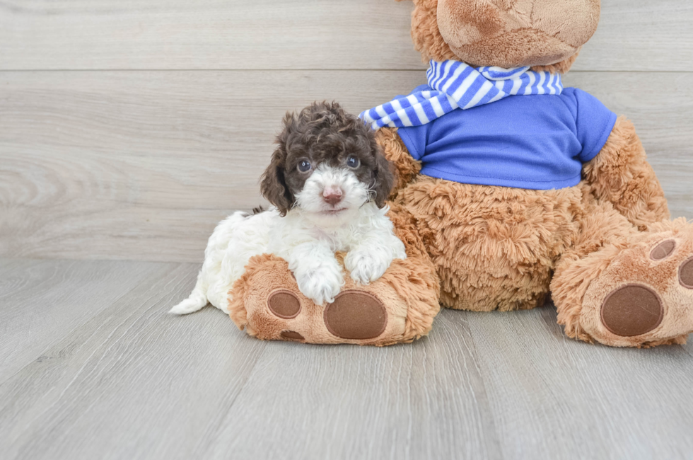9 week old Cockapoo Puppy For Sale - Lone Star Pups