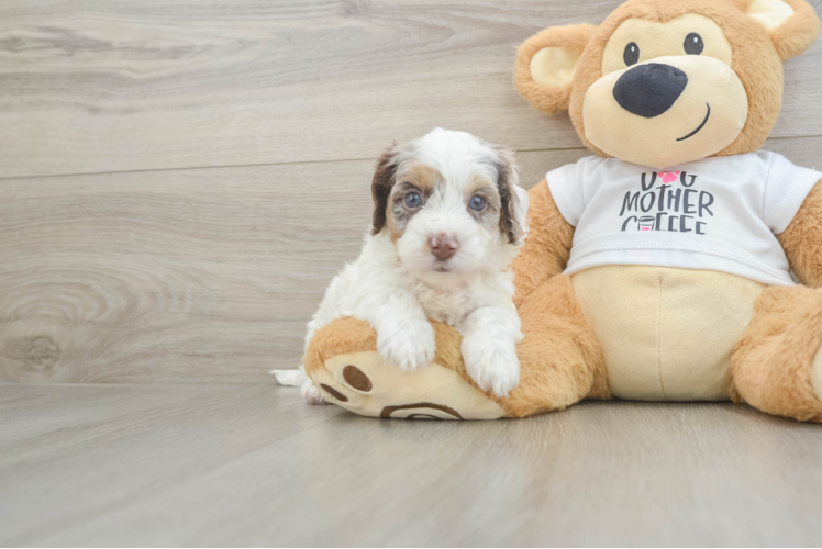 Best Cockapoo Baby