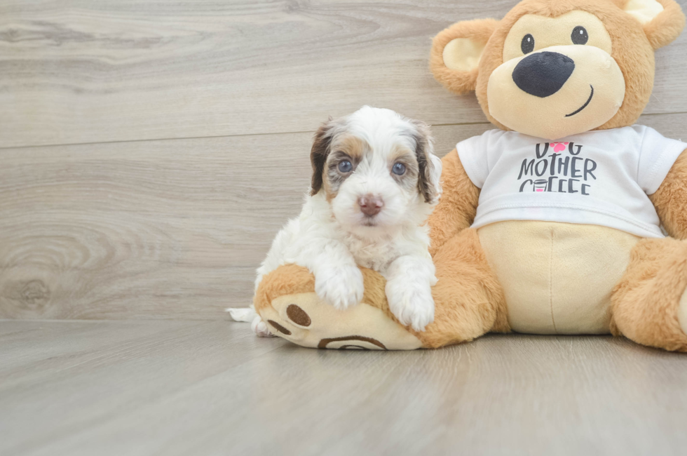5 week old Cockapoo Puppy For Sale - Lone Star Pups