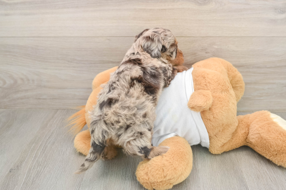 Cockapoo Puppy for Adoption