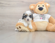 8 week old Cockapoo Puppy For Sale - Lone Star Pups