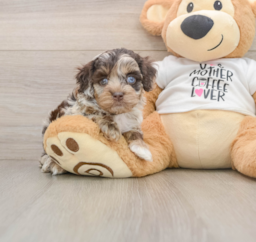 5 week old Cockapoo Puppy For Sale - Lone Star Pups