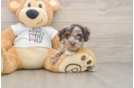 Cockapoo Pup Being Cute