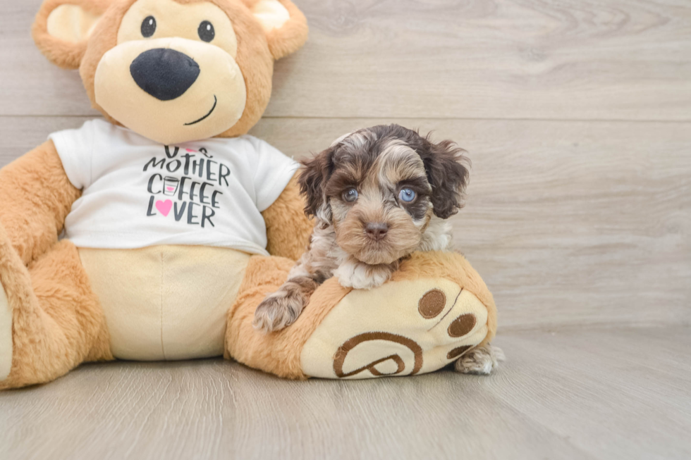Cockapoo Pup Being Cute