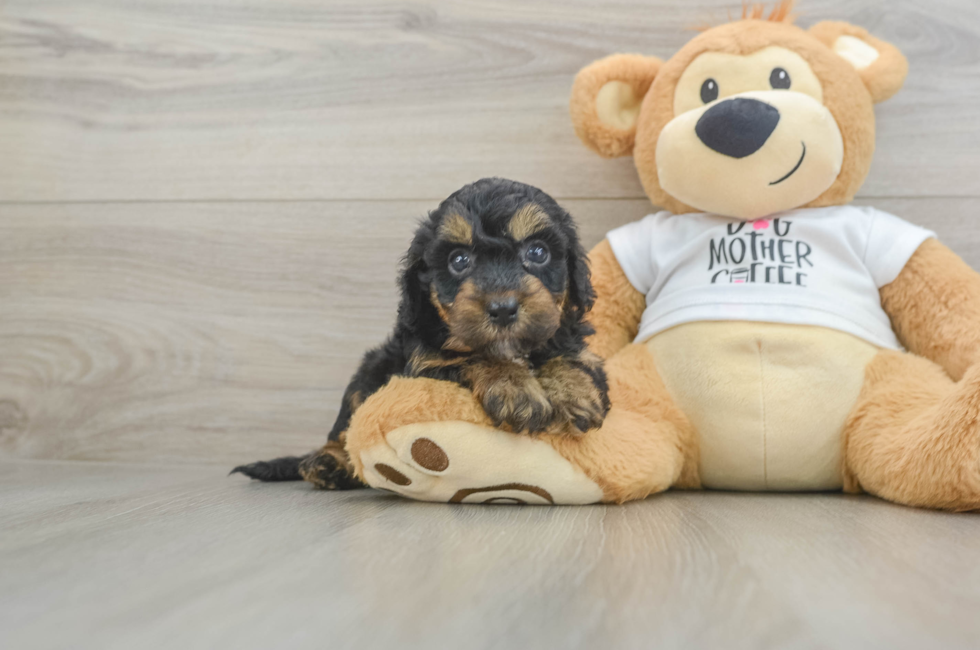5 week old Cockapoo Puppy For Sale - Lone Star Pups