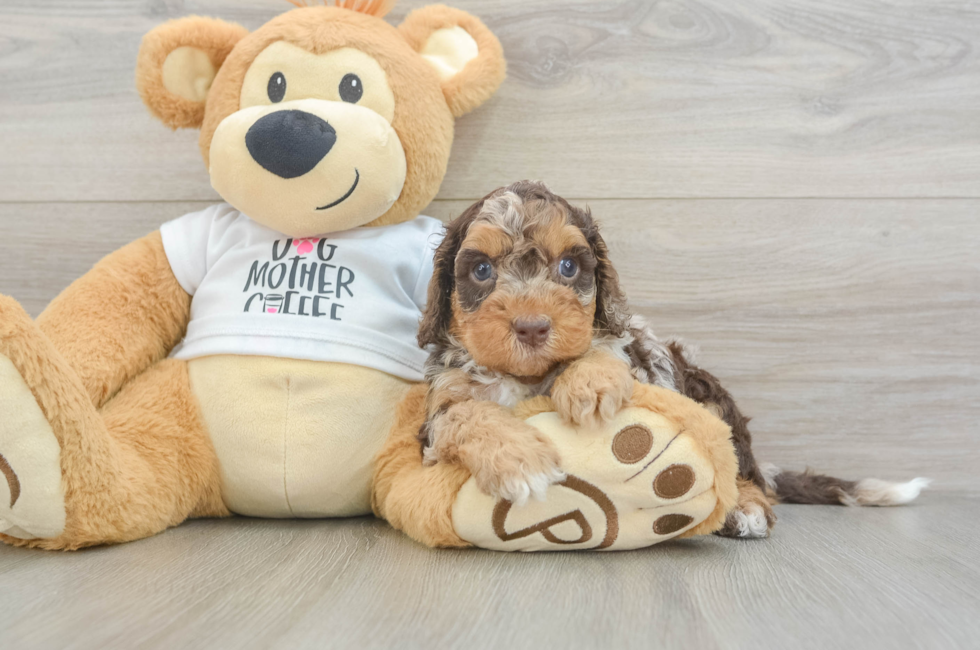 5 week old Cockapoo Puppy For Sale - Lone Star Pups