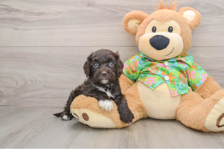 Funny Cockapoo Poodle Mix Pup