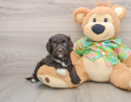 6 week old Cockapoo Puppy For Sale - Lone Star Pups