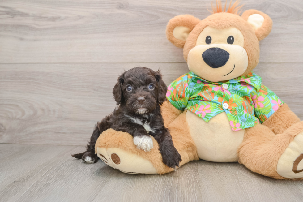 Funny Cockapoo Poodle Mix Pup