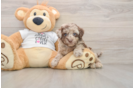 Best Cockapoo Baby