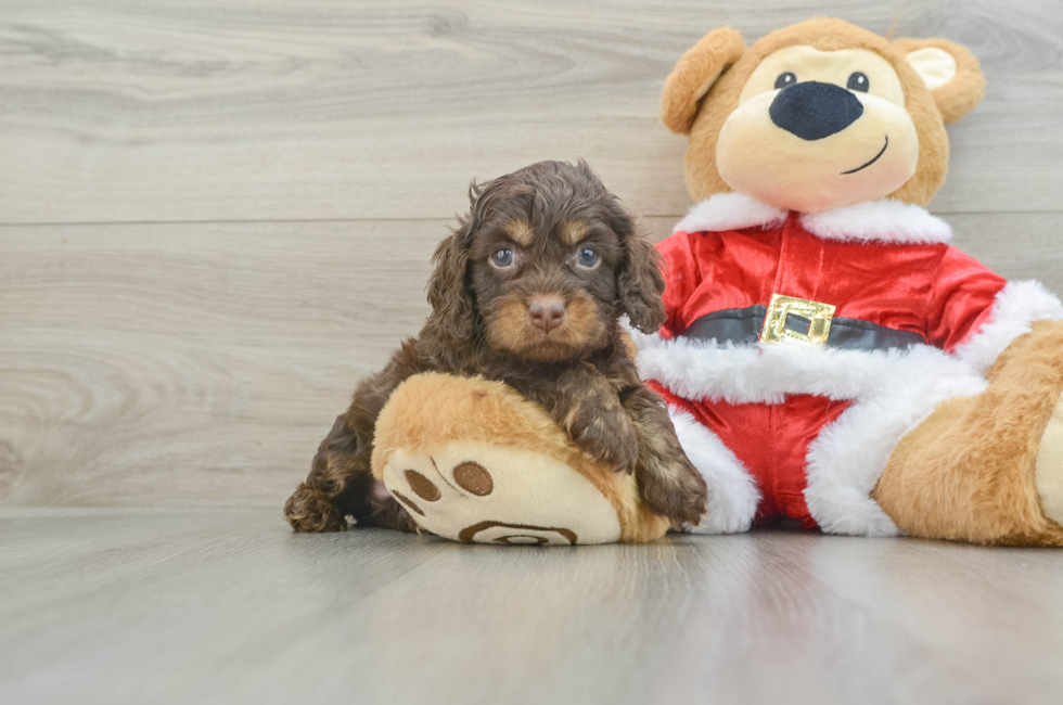 5 week old Cockapoo Puppy For Sale - Lone Star Pups