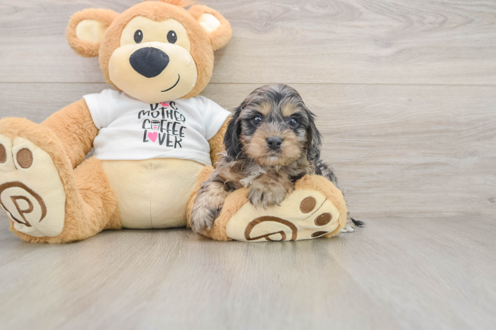 Happy Cockapoo Baby