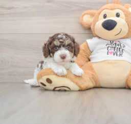 8 week old Cockapoo Puppy For Sale - Lone Star Pups