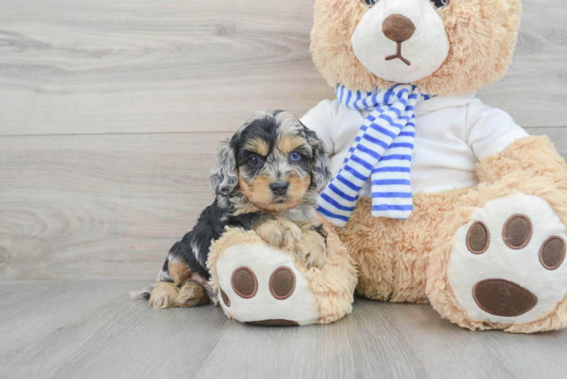 Meet Kravitz - our Cockapoo Puppy Photo 1/3 - Lone Star Pups