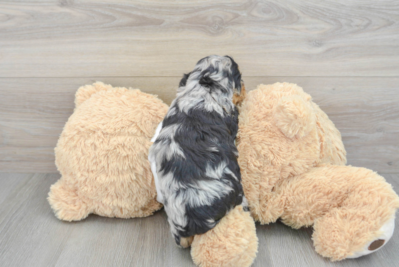 Meet Kravitz - our Cockapoo Puppy Photo 2/3 - Lone Star Pups
