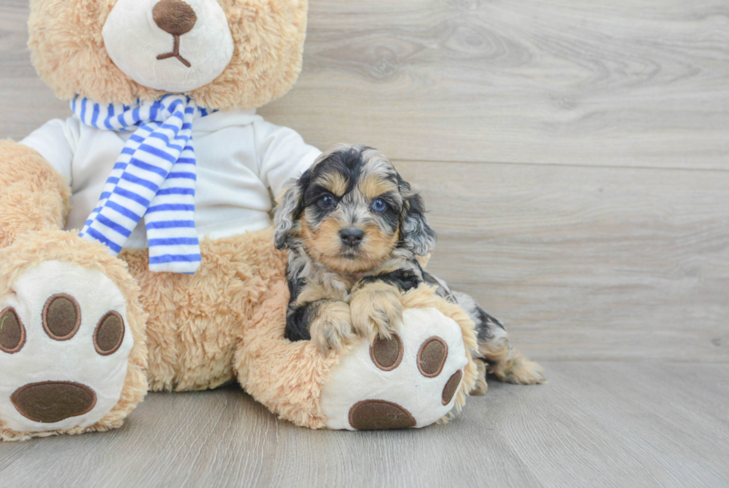 Meet Kravitz - our Cockapoo Puppy Photo 3/3 - Lone Star Pups
