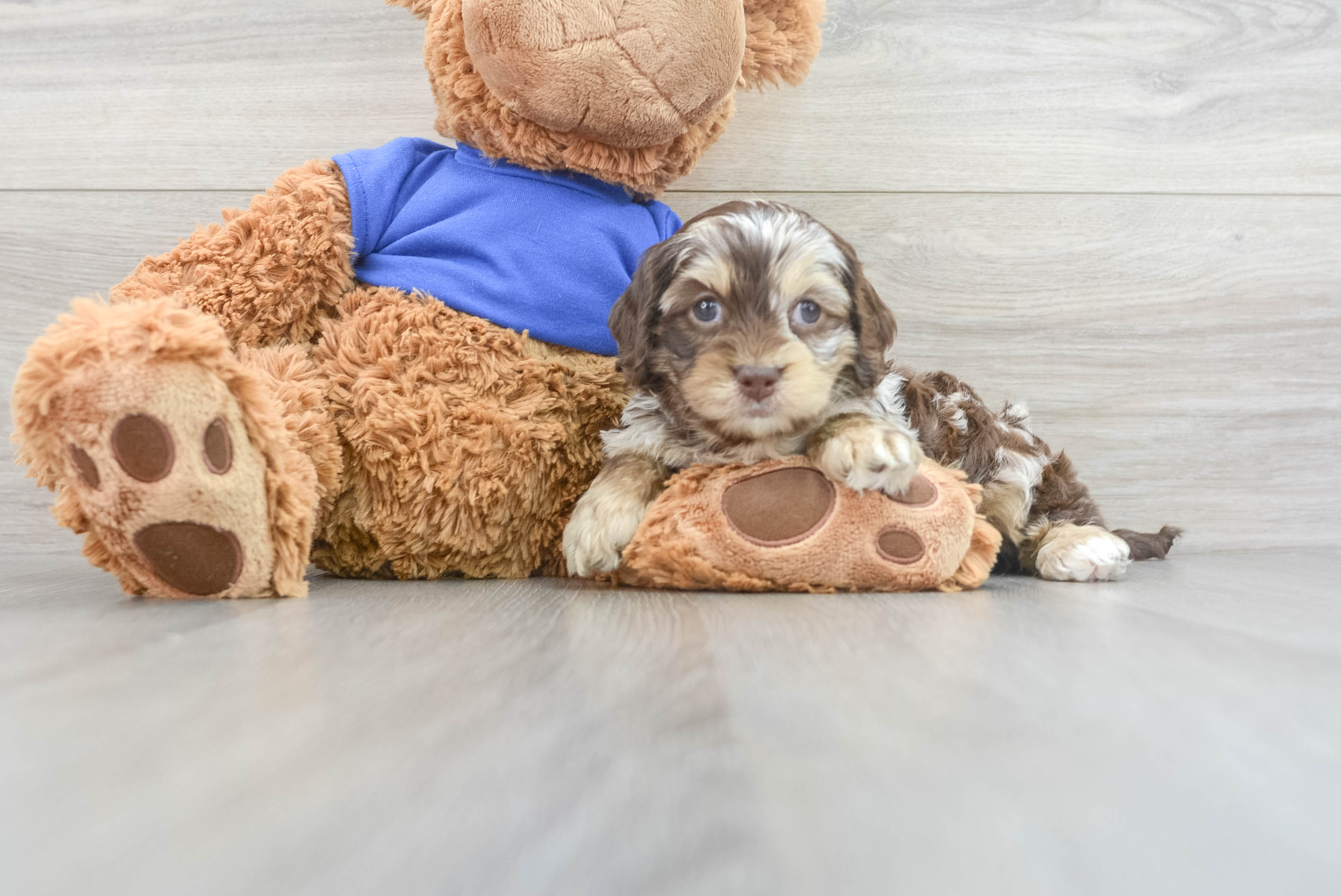 Smart Cockapoo Poodle Mix Pup
