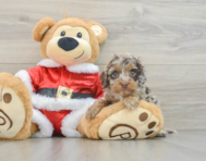 5 week old Cockapoo Puppy For Sale - Lone Star Pups