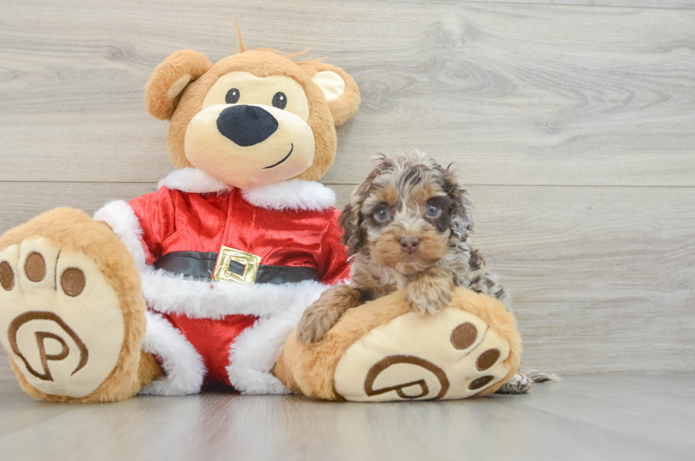 5 week old Cockapoo Puppy For Sale - Lone Star Pups