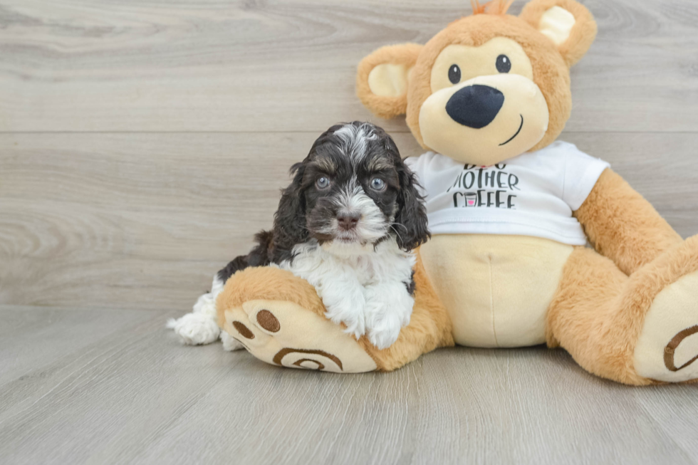 Sweet Cockapoo Baby