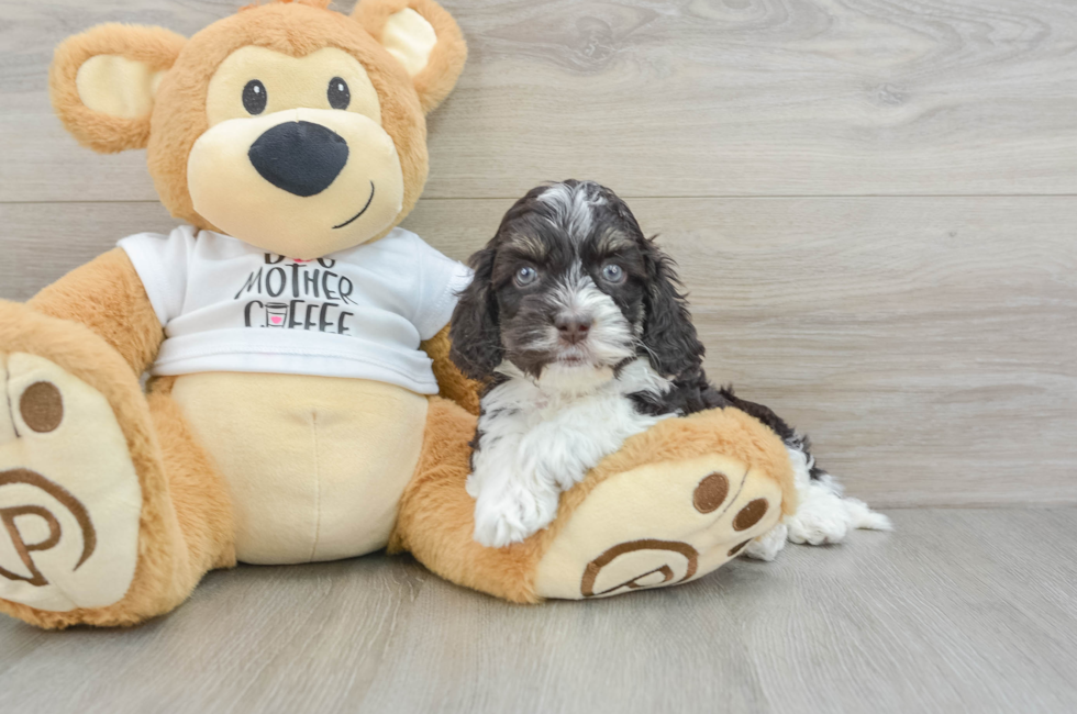 5 week old Cockapoo Puppy For Sale - Lone Star Pups