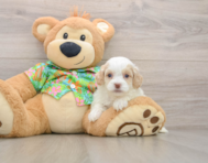 6 week old Cockapoo Puppy For Sale - Lone Star Pups
