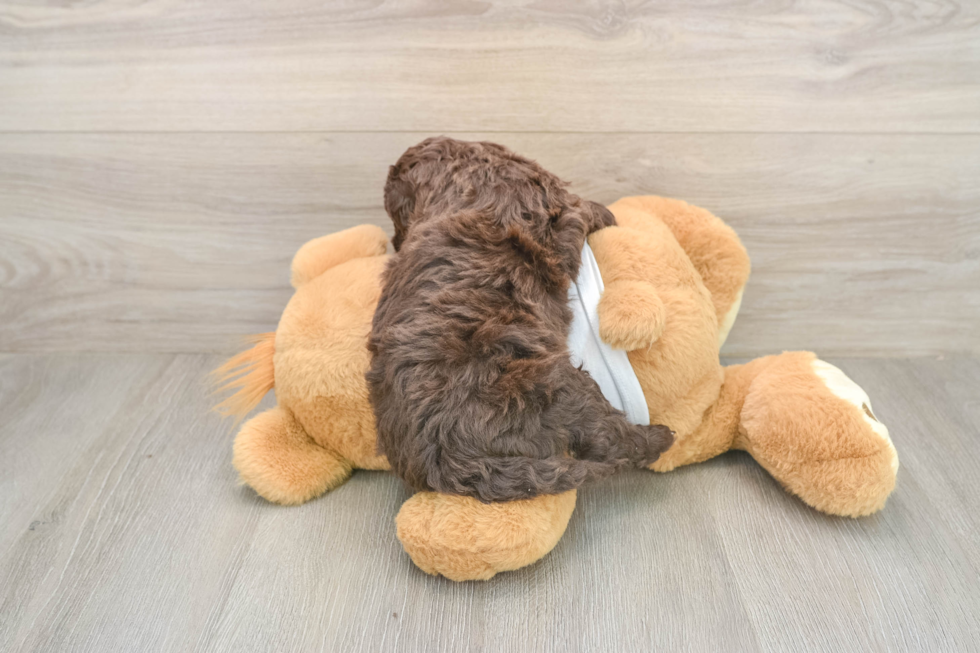 Cockapoo Puppy for Adoption