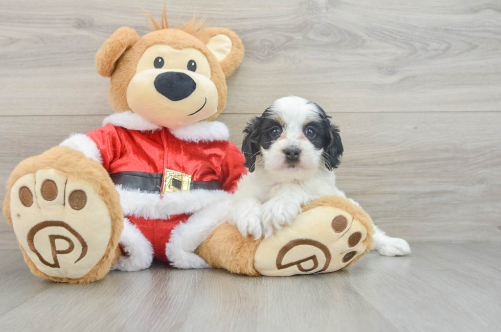 5 week old Cockapoo Puppy For Sale - Lone Star Pups