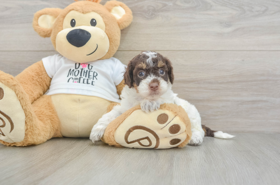 5 week old Cockapoo Puppy For Sale - Lone Star Pups